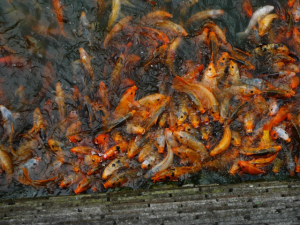 Photo by Birgit Bateman